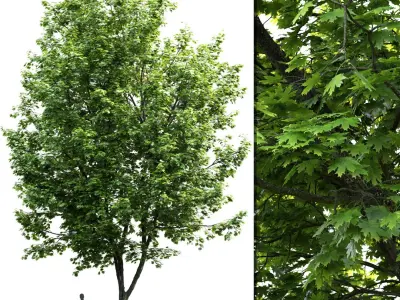 Maple-tree Pack #1 3D model