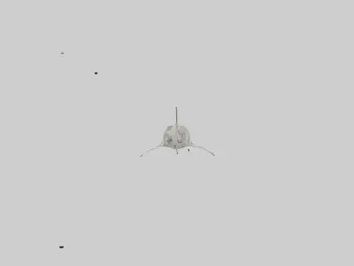 Tiger Shark Skeleton model 3D model