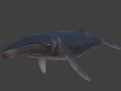 Humpback Whale Rigged Low-poly 3D model