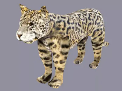 Spotted Jaguar Model 3D model