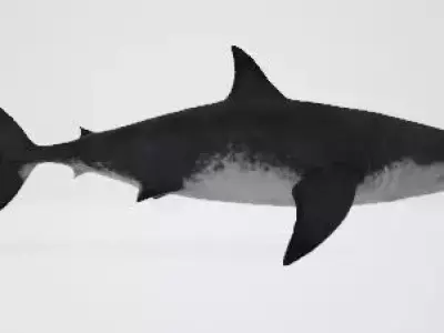 Megalodon great shark 3D model