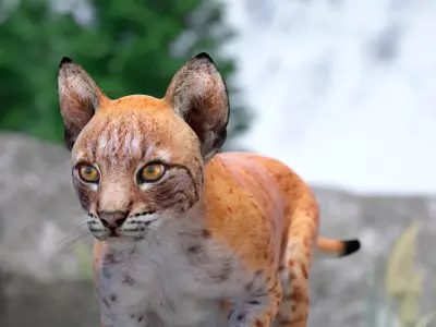 Lynx Cub in Walking Pose 3D model