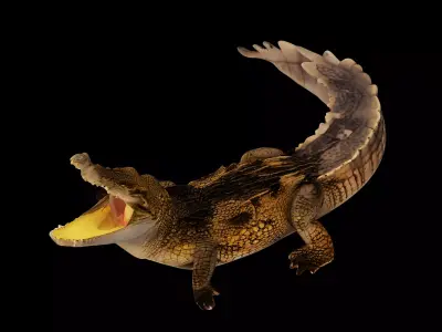 Crocodile 3D model shop
