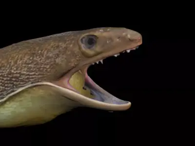 Morey EEL Head Sculp Low-poly 3D model