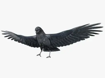 Crow Animated 3D model Low-poly 3D model