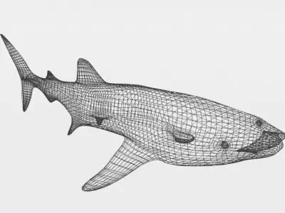 Whale Shark Low-poly 3D model