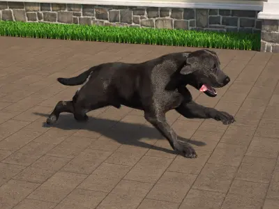 Black Labrador Dog Running Fur Animated Rigged for Cinema 4D 3D model purchase