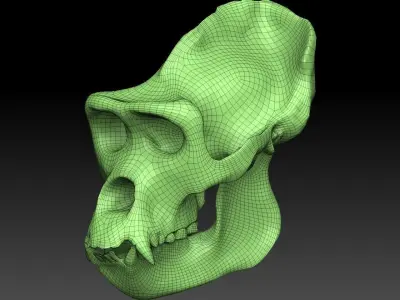 Ape Skull Scan 3D model