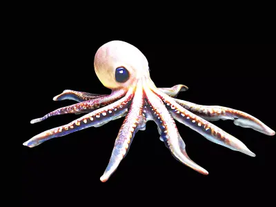 Cute little Octopus 3D model