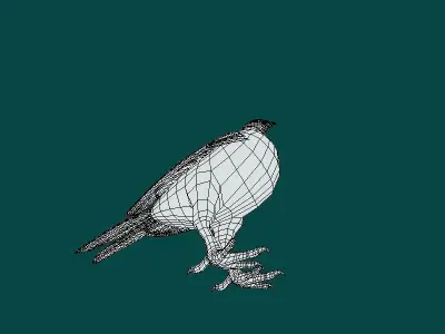 Saxon Monk Pigeon Bird Low-poly 3D model