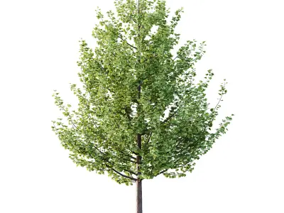 Maidenhair Ginkgo Biloba Tree 02 3D model