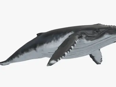 Humpback Whale Rigged for Maya 3D model