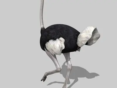 Ostrich 3D model get