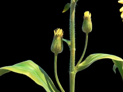 Mountain Arnica flower 3D model