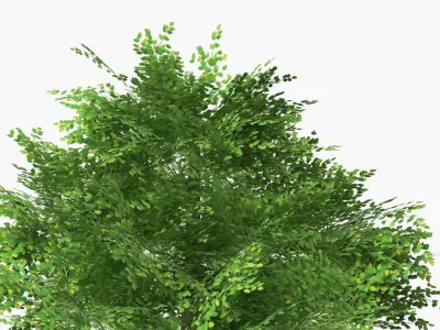 Realistic Lowpoly Beech Woodland Tree Green 3D model