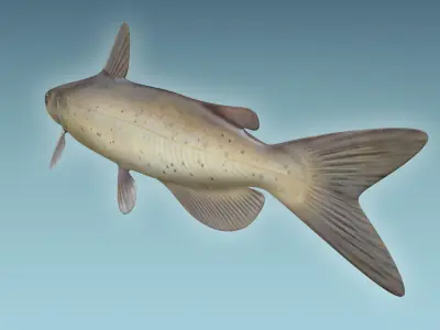 Cat Fish 3D model