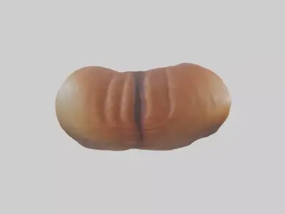 Deer Stomach Low-poly 3D model