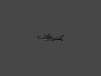 Shark Low-poly 3D model 4