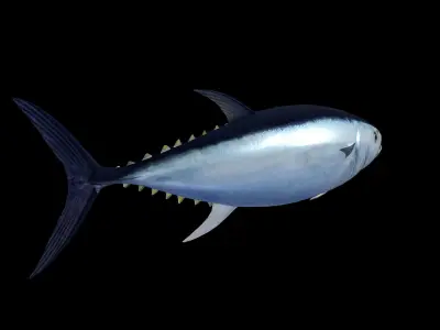 Tuna fish Low-poly 3D model 3