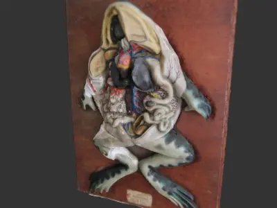 Anatomy Plaster Frog Model 3D model