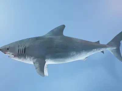 Shark  Low-poly 3D model