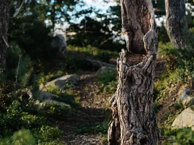  Tall Broken Gnarly Deciduous Stump Model 