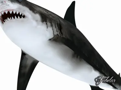 Great white shark 3D model 6