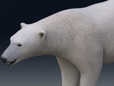 Polar Bear NO FUR 3D model