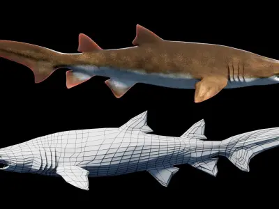 Animated Sand Tiger Shark Low-poly 3D model