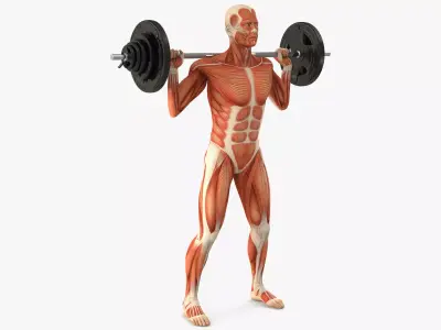 Anatomy Male Muscular System Squats Animated for Cinema 4D 3D model