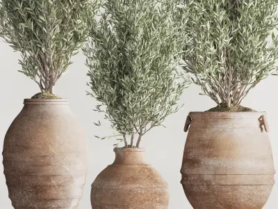 Olive Tree In Antique Pottery And Indoor Plant Set 86 3D model