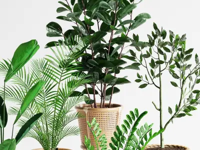 Indoor Plant Set 07 3D model