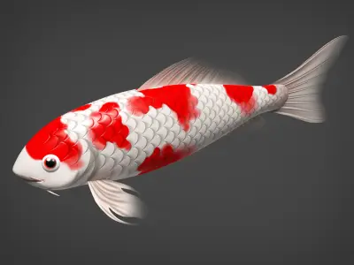 Kio fidh Low-poly 3D model