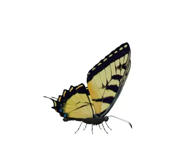 Butterfly Collection Pack 7-12 Low-poly 3D model