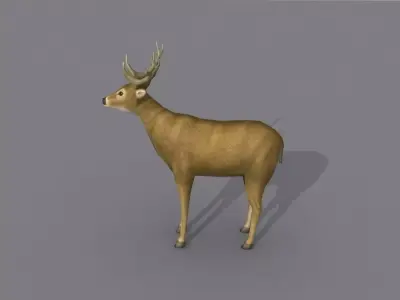 a deer Free 3D model