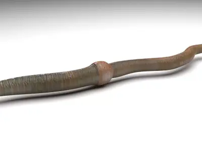 Earthworm 3D model purchase