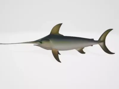 Swordfish 3D model buy