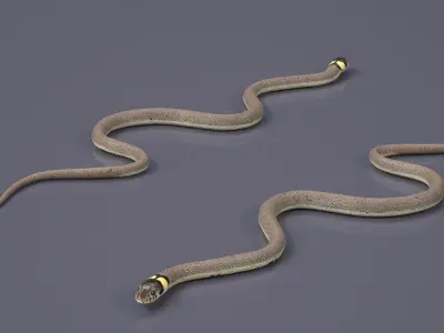 Water Snake Crawling 3D model