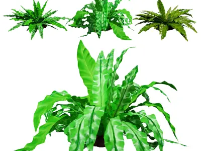 Bird Nest Fern 3D Model Low-poly 3D model