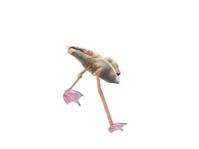Flamingo 3D model get