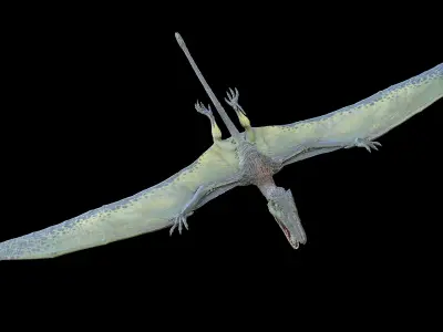 Dimorphodon 3D model