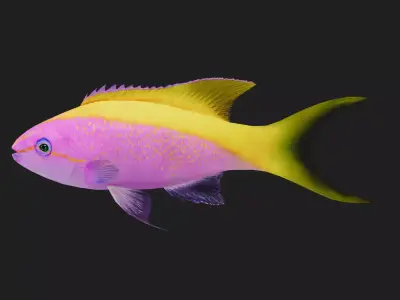 Serranidae Low-poly 3D model buy