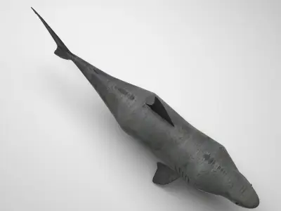 Great White Shark 3D model buy