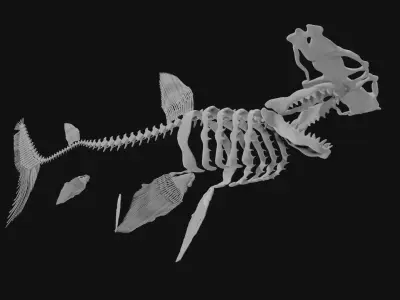 Hammerhead Shark Skeleton 3D model purchase