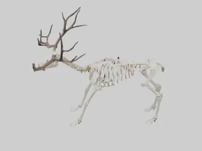 Caribou Skeleton model Low-poly 3D model