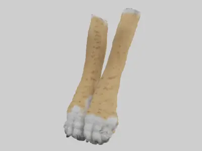 Lynx Paws Model Low-poly 3D model