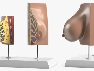Dual Breast Structure Educational Display on Stand 3D model