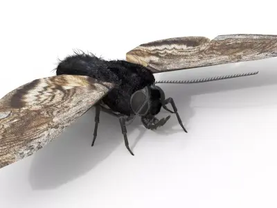 Moth Insect Rigged 3d model Free 3D model