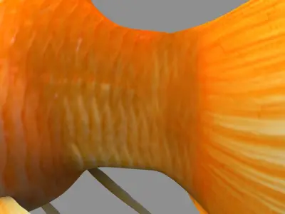 Golden fish 3D model purchase