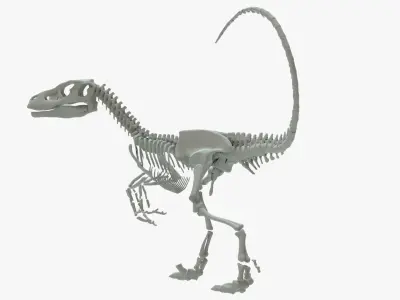 Velociraptor Rigged Skeleton Low-poly 3D model